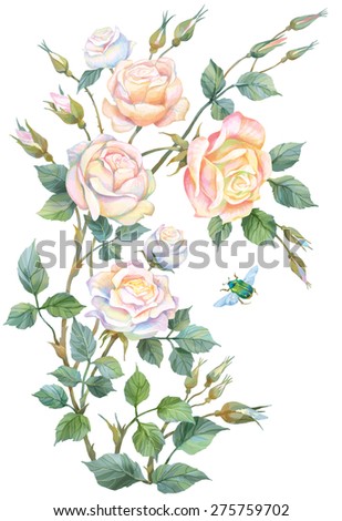 Bouquet of light roses isolated
