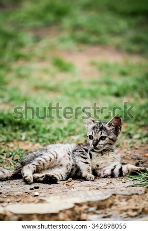 Gray kitten cat with stripped fur chest and black nose in garden grass