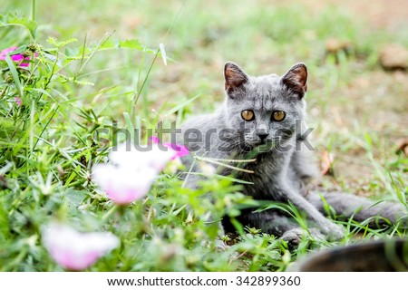 Lonely and skinny gray cat with orange eyes looking for something in the garden