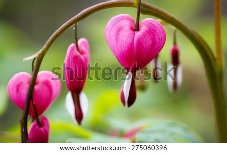 Bleeding heart flowers (Dicentra spectabils) over nature background