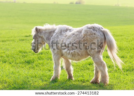 wild little pony grazing on the sunny green meadow