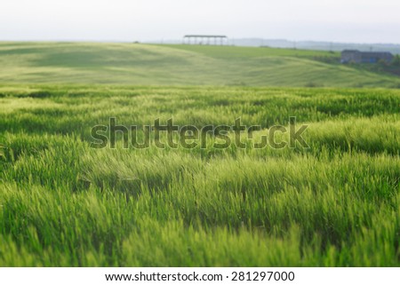 a field with green wheat, ear of wheat, low depth of sharpness