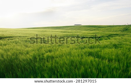 a field with green wheat, ear of wheat, low depth of sharpness