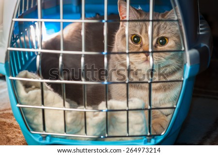 Cat closed inside pet carrier