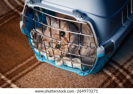 Cat closed inside pet carrier