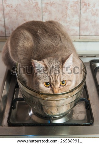 Cat  in a glass cup in the kitchen