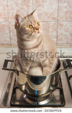 Cat  in casserole with steel a in the kitchen