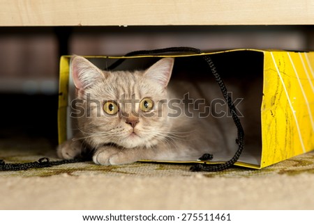 A tabby cat sits inside of a yellow paper bag