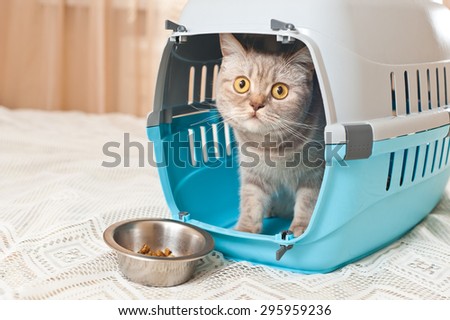 Tabby cat inside a cat carrier box