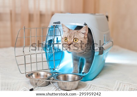 Tabby cat inside a cat carrier box
