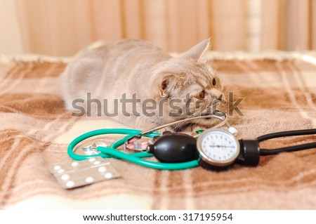Cat playing with stethoscope on a coverlet on a bed (veterinary for pets concept)