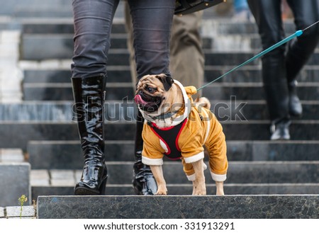 Halloween pug dog dressed in costume playing in a autumn park
