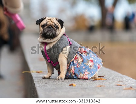 Halloween pug dog dressed in costume sits  in a autumn park on a sidewalk