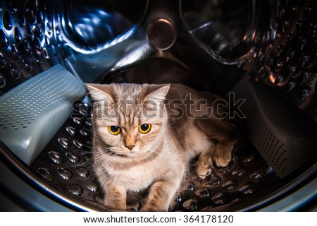 Cat sits inside washing machine