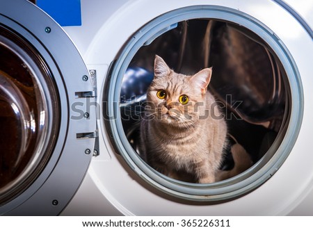 Cat sits inside washing machine