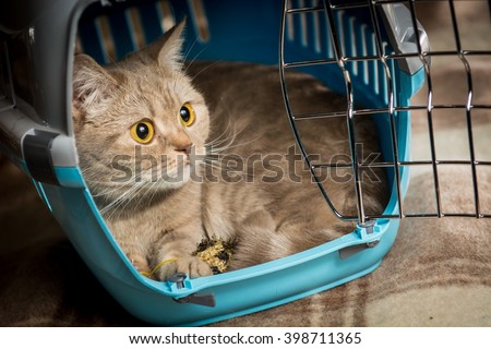 Cat sits inside pet carrier.
