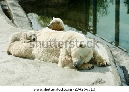 Polar she-bear with cubs sleeps