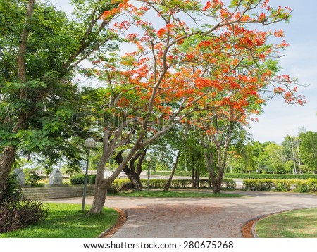 Flame Tree or Royal Poinciana Tree in green park