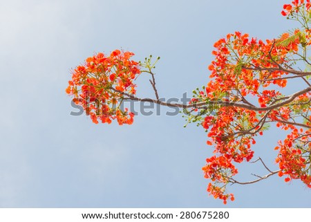 Flame Tree or Royal Poinciana Tree on Blue Sky