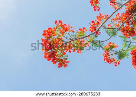 Flame Tree or Royal Poinciana Tree on Blue Sky