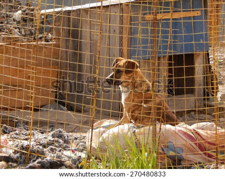 Dog behind a fence at animal shelter