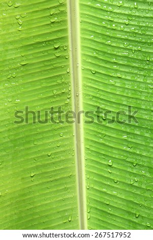 leaf,banana leaf