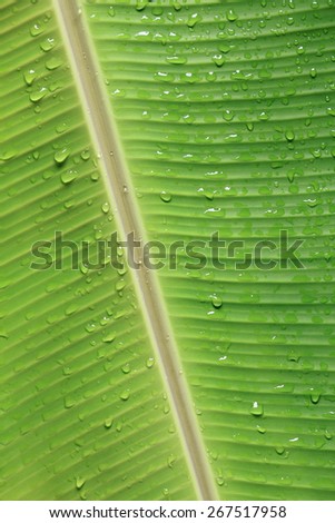 leaf,banana leaf