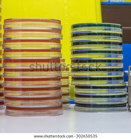 Media dish use in  microbiology laboratory.