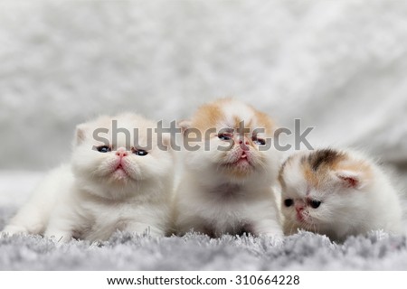 Three Cute Kitten Sleepy Over Fluffy White Carpet