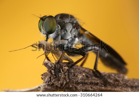 Time To The Big Lunch For The Green Eye Robber Fly
