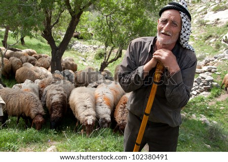SEBASTIA, PALESTINIAN TERRITORIES - APRIL 7: His way of life threatened by changing politics and economics, an elderly shepherd tends his flocks near the West Bank village of Sebastia, April 7, 2012.