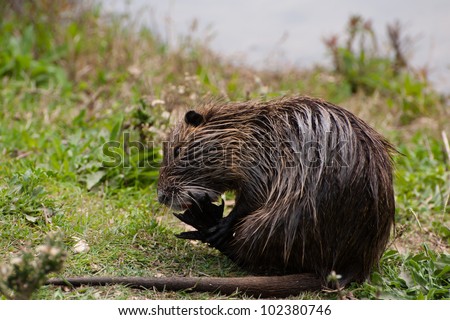 A nutria (Myocastor coypus) cleans his webbed feet in the Hula Valley Nature Reserve in the Galilee region of northern Israel.
