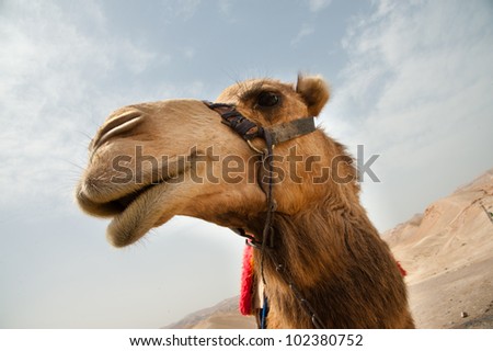 A camel in the Jordan Valley desert at Nabi Musa, a Muslim holy site near the West Bank town of Jericho.