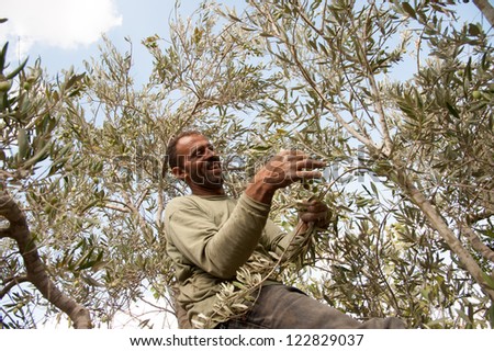 BURIN, PALESTINIAN TERRITORIES - OCTOBER 9: A Palestinian picks olives on family land in the West Bank village of Burin, Oct, 9, 2012. Burin has been a frequent target of attacks by Israeli settlers.
