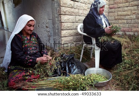 BETHLEHEM, PALESTINIAN AREAS - MAY 26: Elderly Palestinian Arab women help with the harvesting of hummus (chic peas or garbanzo beans), in the courtyard of their home May 26, 2002 in Bethlehem.