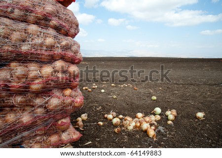 Onions grown on an Israeli Jewish kibbutz communal farm are bagged and stacked for transport.