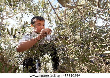 AL-WALAJA, OCCUPIED PALESTINIAN TERRITORIES-OCT 14:Unidentified young Palestinian harvests olive groves that will be blocked by the Israeli wall being built around Al-Walaja, West Bank, Oct. 14, 2011