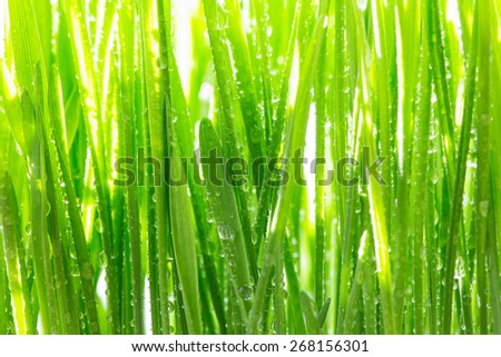Young green wheat grass sprouts with water drops on the sun