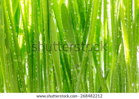 Young green wheat grass sprouts with water drops on the sun