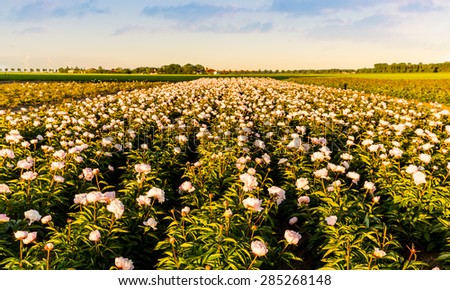 Peony flowers in the field in Holland