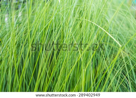 Texture of long grass growing in meadow
