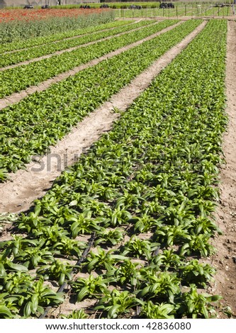 Rows of newly planted flower plants growing on a California farm.