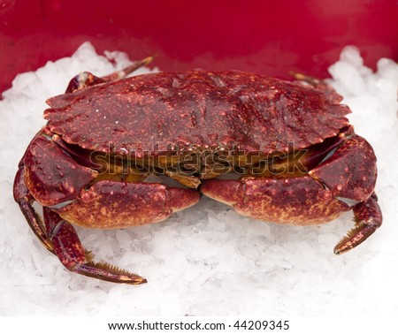 Freshly caught red crab on ice at fisherman's market in Santa Barbara, California harbor.