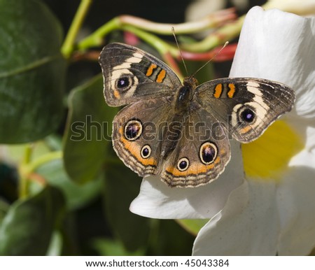 A buckeye butterfly on the petals of a flower. Shot with macro lens for selective focus. Variety also know as \