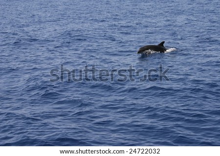 The dolphin jumps in dark blue water of the Mediterranean sea