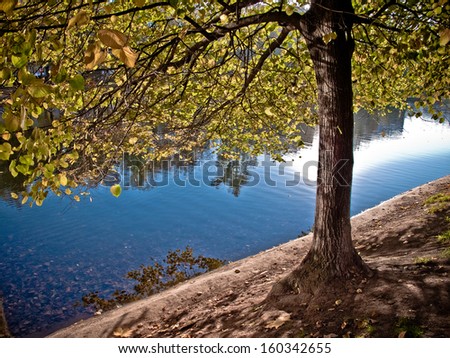 under the crown of autumn tree near the water