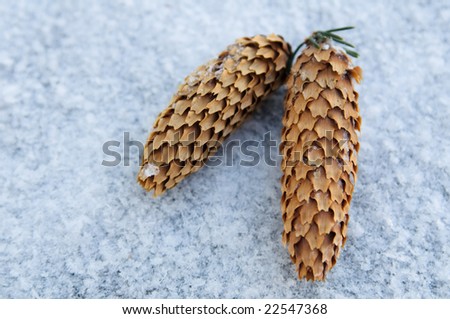 fur cones on snow