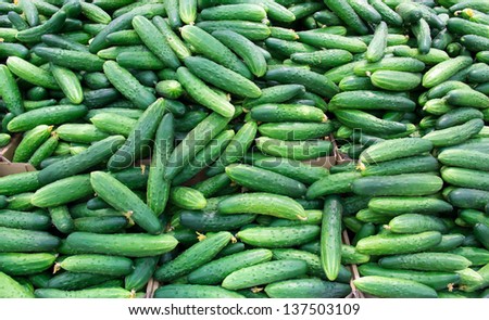 lots of fresh cucumbers. laid out on the counter on the market for sale.