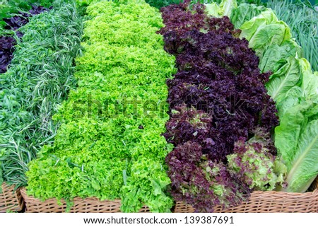 Fresh greens, lettuce, dill, parsley, oregano, basil, rosemary and Parsley on the counter market.