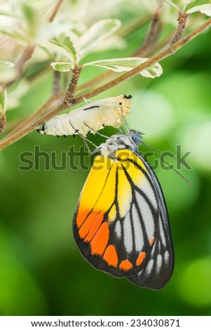 Beautiful butterfly emerges from a cocoon